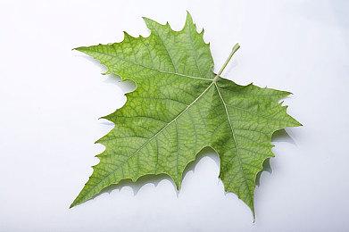 《完蛋！我也能追到美女了！》Steam褒贬不一 缺乏游戏性